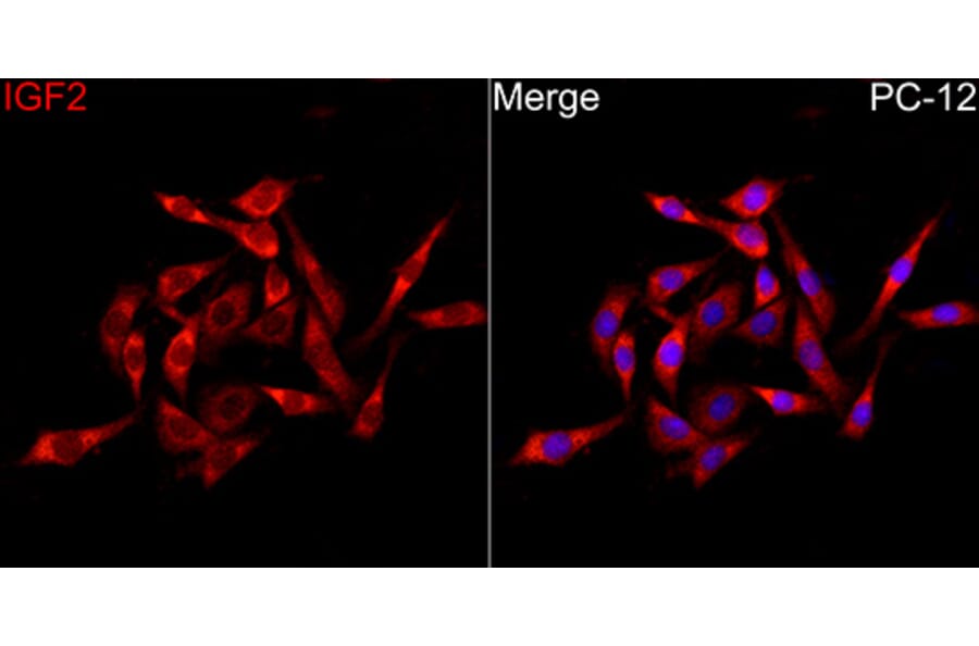 Immunofluorescence - Anti-IGF2 Antibody (A329466) - Antibodies.com