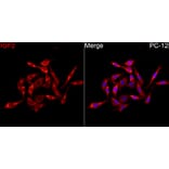 Immunofluorescence - Anti-IGF2 Antibody (A329466) - Antibodies.com