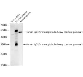 Western Blot - Anti-IgG Antibody (A329467) - Antibodies.com