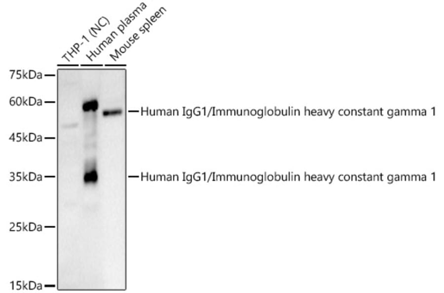 Western Blot - Anti-IgG Antibody (A329467) - Antibodies.com