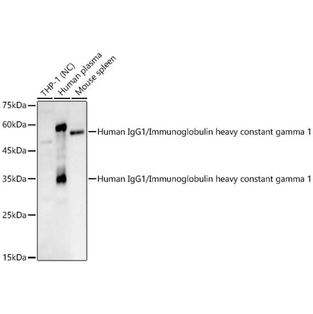 Western Blot - Anti-IgG Antibody (A329467) - Antibodies.com
