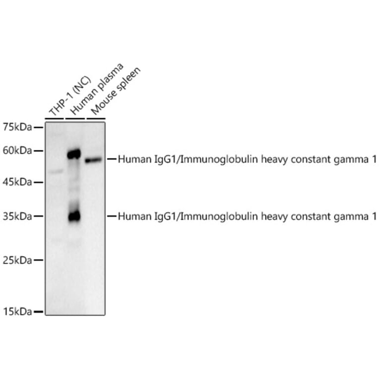 Western Blot - Anti-IgG Antibody (A329467) - Antibodies.com