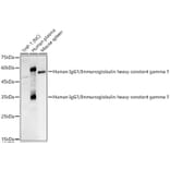 Western Blot - Anti-IgG Antibody (A329467) - Antibodies.com