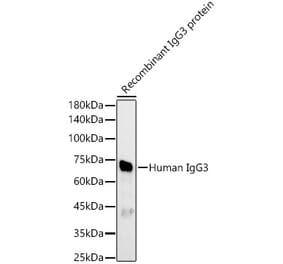 Western Blot - Anti-IgG3 Antibody (A329471) - Antibodies.com