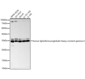 Western Blot - Anti-IgG4 Antibody (A329472) - Antibodies.com