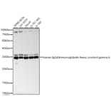 Western Blot - Anti-IgG4 Antibody (A329472) - Antibodies.com