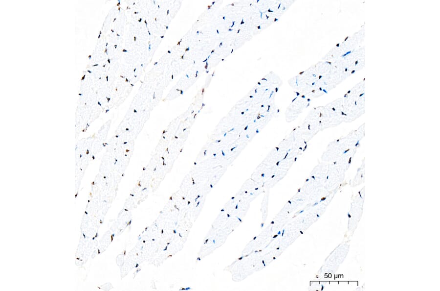 Immunohistochemistry - Anti-IKB zeta Antibody (A329476) - Antibodies.com