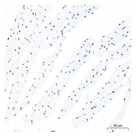 Immunohistochemistry - Anti-IKB zeta Antibody (A329476) - Antibodies.com