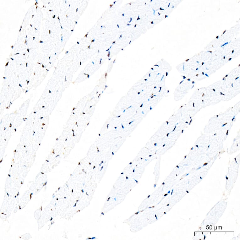Immunohistochemistry - Anti-IKB zeta Antibody (A329476) - Antibodies.com
