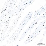 Immunohistochemistry - Anti-IKB zeta Antibody (A329476) - Antibodies.com