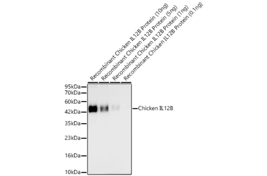 Western Blot - Anti-IL12B Antibody (A329499) - Antibodies.com