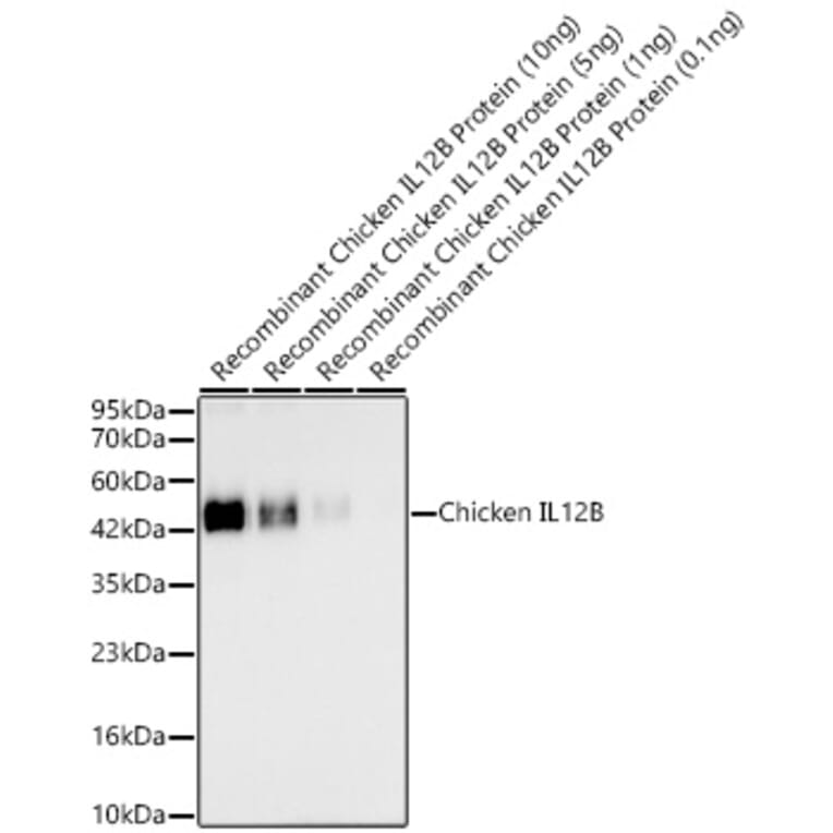 Western Blot - Anti-IL12B Antibody (A329499) - Antibodies.com