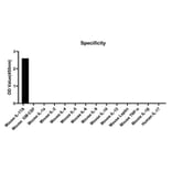 Specificity validation - Anti-IL-17A Antibody (A329510) - Antibodies.com