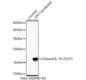 Western Blot - Anti-IL-18 Antibody [ARC64645] (A329511) - Antibodies.com