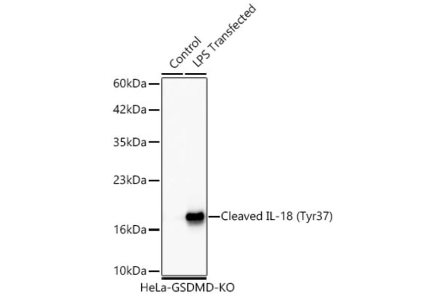 Western Blot - Anti-IL-18 Antibody (A329511) - Antibodies.com