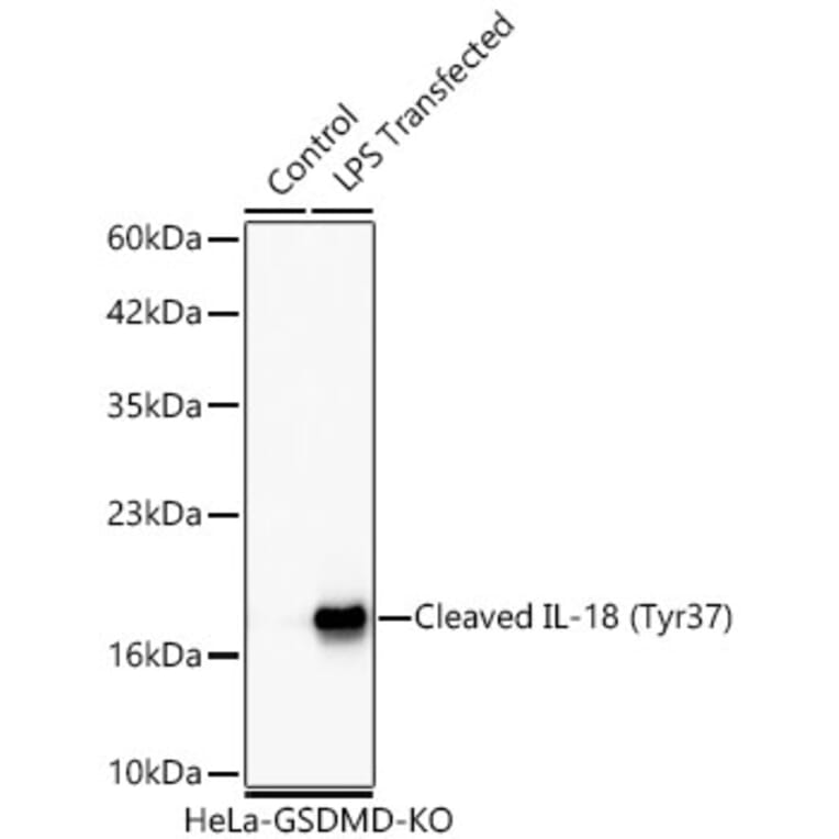 Western Blot - Anti-IL-18 Antibody (A329511) - Antibodies.com
