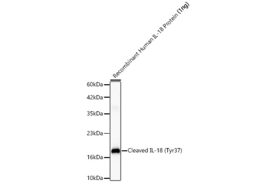 Western Blot - Anti-IL-18 Antibody (A329511) - Antibodies.com