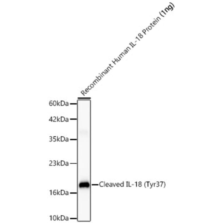 Western Blot - Anti-IL-18 Antibody (A329511) - Antibodies.com