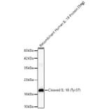 Western Blot - Anti-IL-18 Antibody (A329511) - Antibodies.com