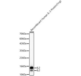 Western Blot - Anti-IL-2 Antibody (A329513) - Antibodies.com