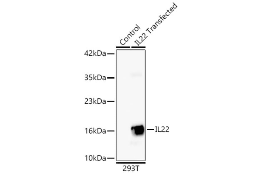 Western Blot - Anti-IL-22 Antibody [ARC63986] (A329514) - Antibodies.com