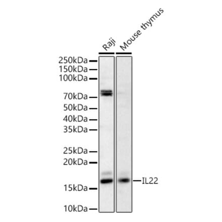 Western Blot - Anti-IL-22 Antibody (A329515) - Antibodies.com