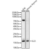Western Blot - Anti-IL-22 Antibody (A329515) - Antibodies.com