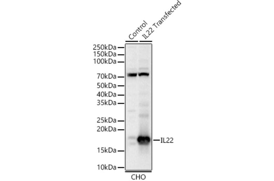 Western Blot - Anti-IL-22 Antibody (A329515) - Antibodies.com