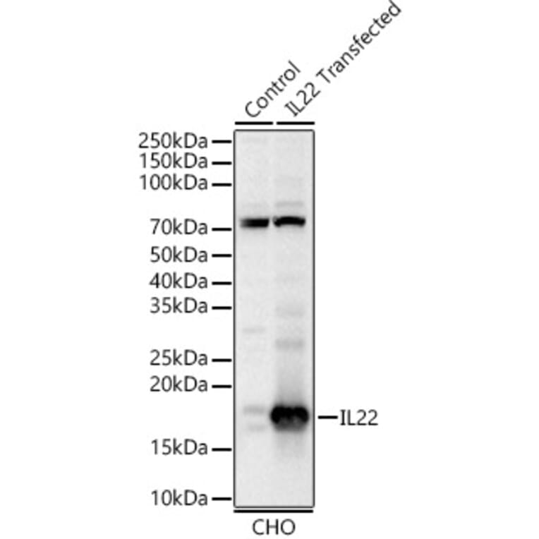 Western Blot - Anti-IL-22 Antibody (A329515) - Antibodies.com