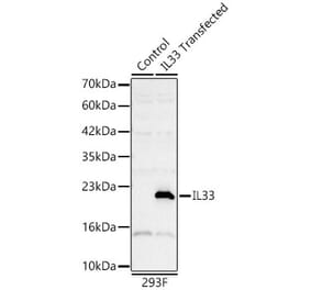 Western Blot - Anti-IL-33 Antibody (A329521) - Antibodies.com