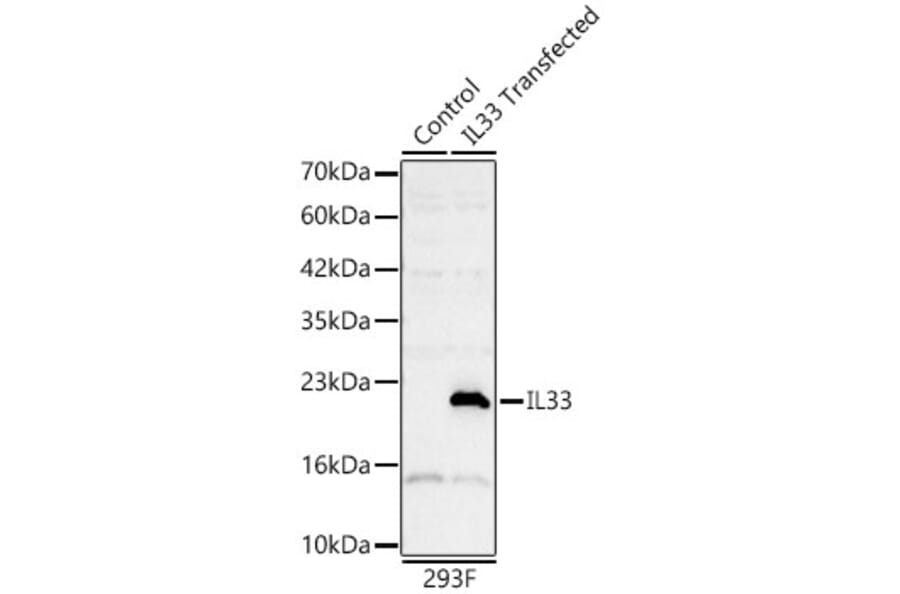 Western Blot - Anti-IL-33 Antibody (A329521) - Antibodies.com