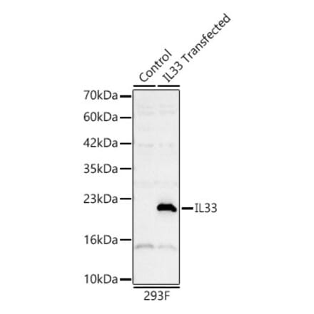 Western Blot - Anti-IL-33 Antibody (A329521) - Antibodies.com