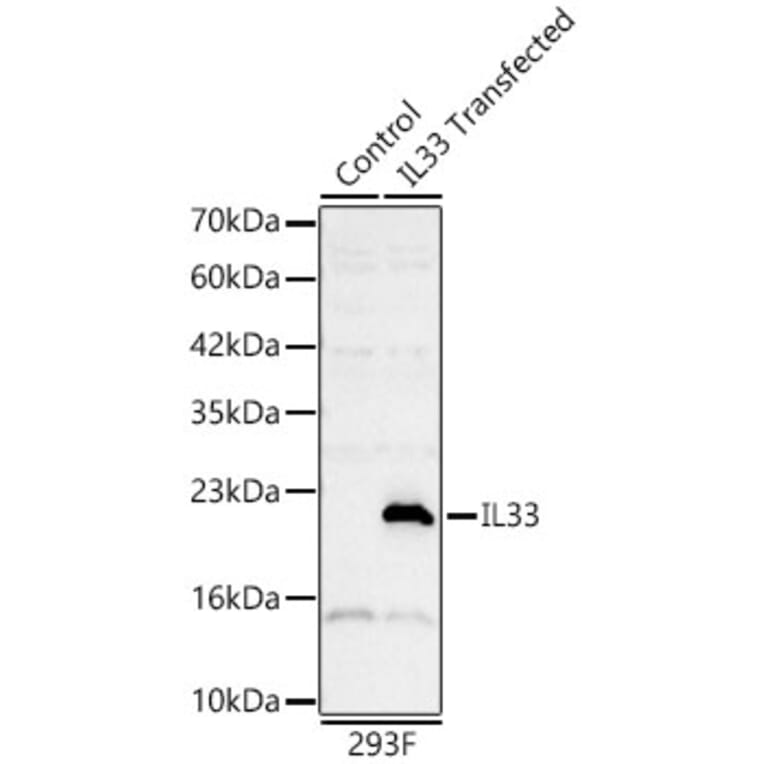 Western Blot - Anti-IL-33 Antibody (A329521) - Antibodies.com