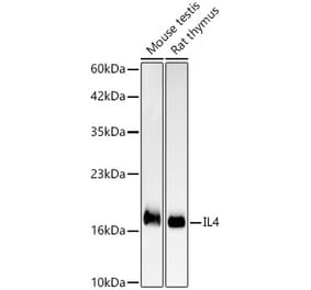 Western Blot - Anti-IL-4 Antibody [ARC61989] (A329525) - Antibodies.com