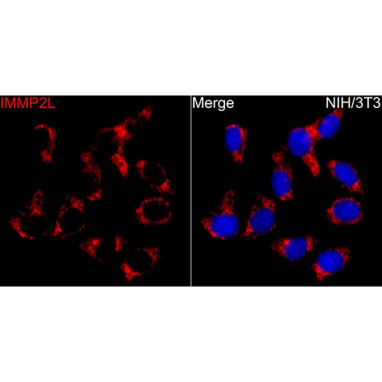 Immunofluorescence - Anti-IMMP2L Antibody (A329532) - Antibodies.com