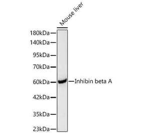 Western Blot - Anti-Inhibin beta A Antibody (A329533) - Antibodies.com