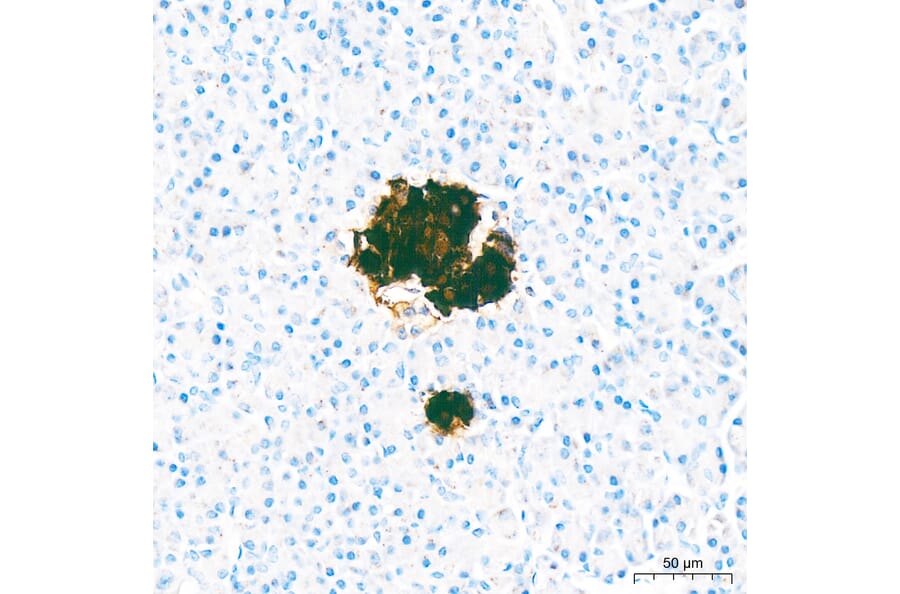 Immunohistochemistry - Anti-Insulin Antibody (A329534) - Antibodies.com