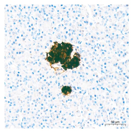 Immunohistochemistry - Anti-Insulin Antibody (A329534) - Antibodies.com