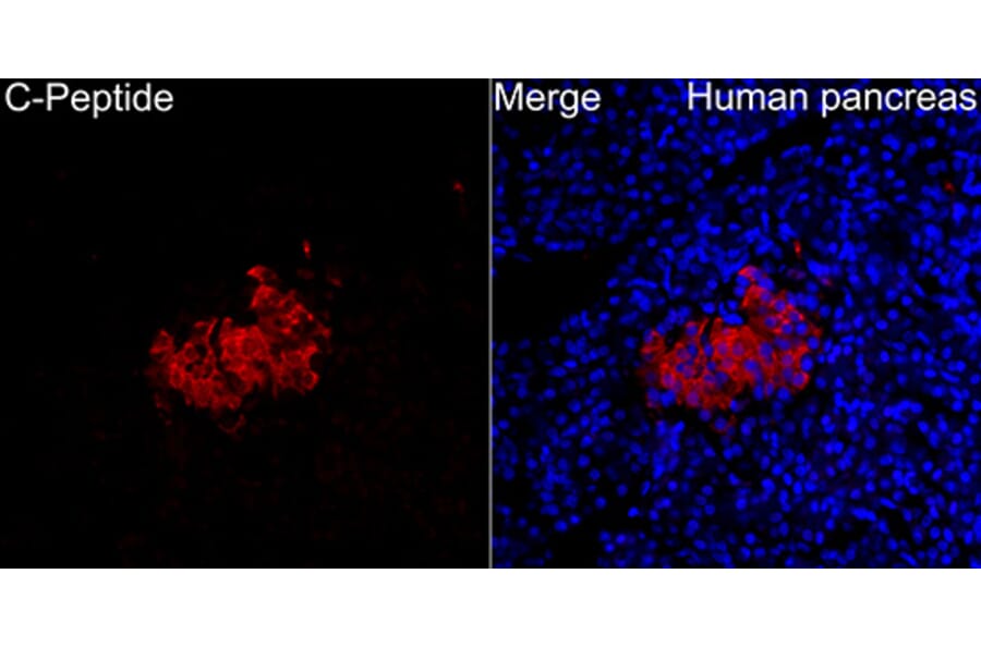 Immunofluorescence - Anti-Insulin Antibody (A329534) - Antibodies.com