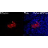 Immunofluorescence - Anti-Insulin Antibody (A329534) - Antibodies.com