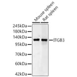 Western Blot - Anti-Integrin beta 3 Antibody (A329535) - Antibodies.com