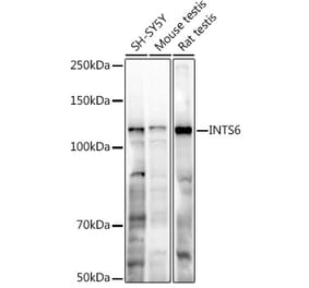 Western Blot - Anti-INTS6 Antibody (A329539) - Antibodies.com