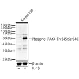 Western Blot - Anti-IRAK4 (Phospho T345/S346) Antibody (A329541) - Antibodies.com