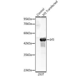 Western Blot - Anti-IRF3 Antibody (A329542) - Antibodies.com