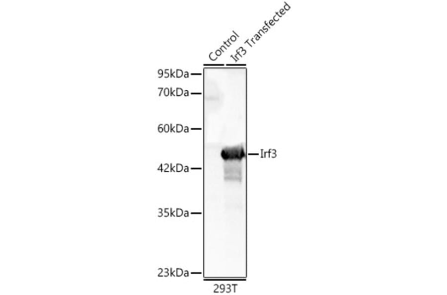 Western Blot - Anti-IRF3 Antibody (A329542) - Antibodies.com