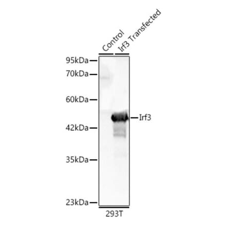 Western Blot - Anti-IRF3 Antibody (A329542) - Antibodies.com