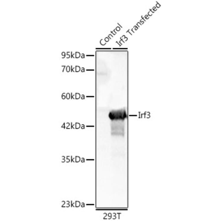 Western Blot - Anti-IRF3 Antibody (A329542) - Antibodies.com