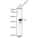 Western Blot - Anti-IRF3 Antibody (A329542) - Antibodies.com