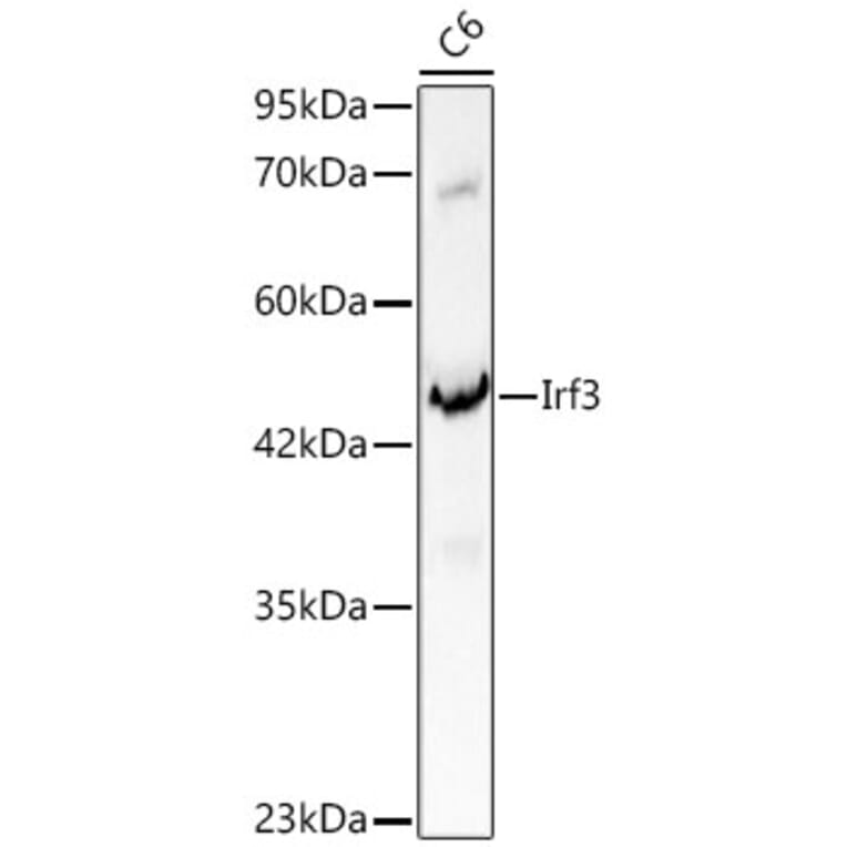 Western Blot - Anti-IRF3 Antibody (A329542) - Antibodies.com