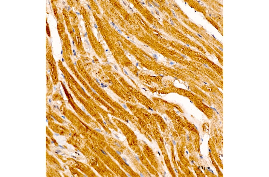 Immunohistochemistry - Anti-IRF3 Antibody (A329542) - Antibodies.com
